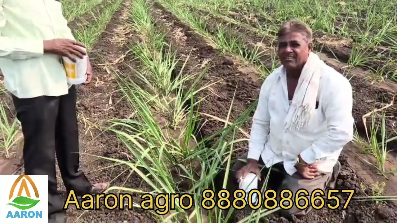 0265 ಕಬ್ಬು ಬೇಳೆ ಎಲ್ಲಾ ಪೋಷಕಾಂಶಗಳು ಒಂದೇ ಔಷಧಿ ಅದುವೇ kaneton ಒಮ್ಮೆ ಬಳಸಿ ನೋಡಿ ರೈತಬಾಂಧವರೇ 🙏🙏