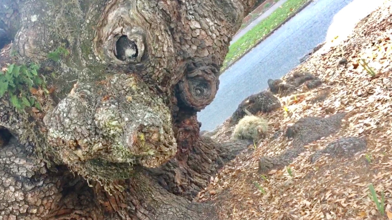 TDW 1760 - The Mysterious Face In Lovers Oak