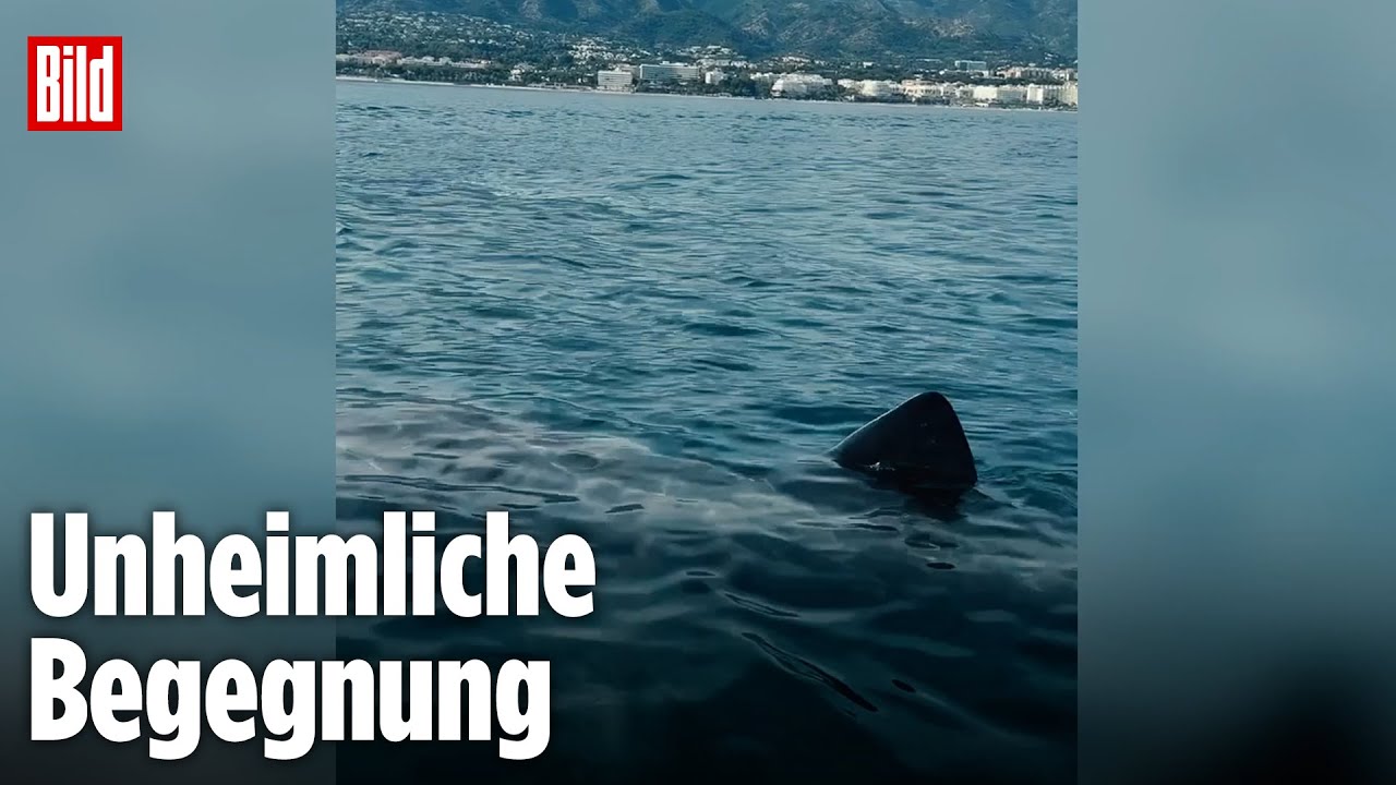 Hai-Sichtung vor Marbella