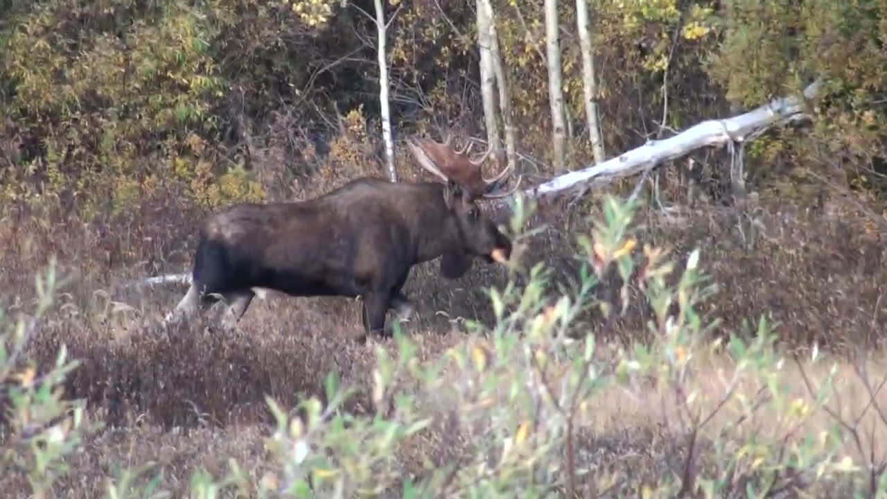bull moose claims cow