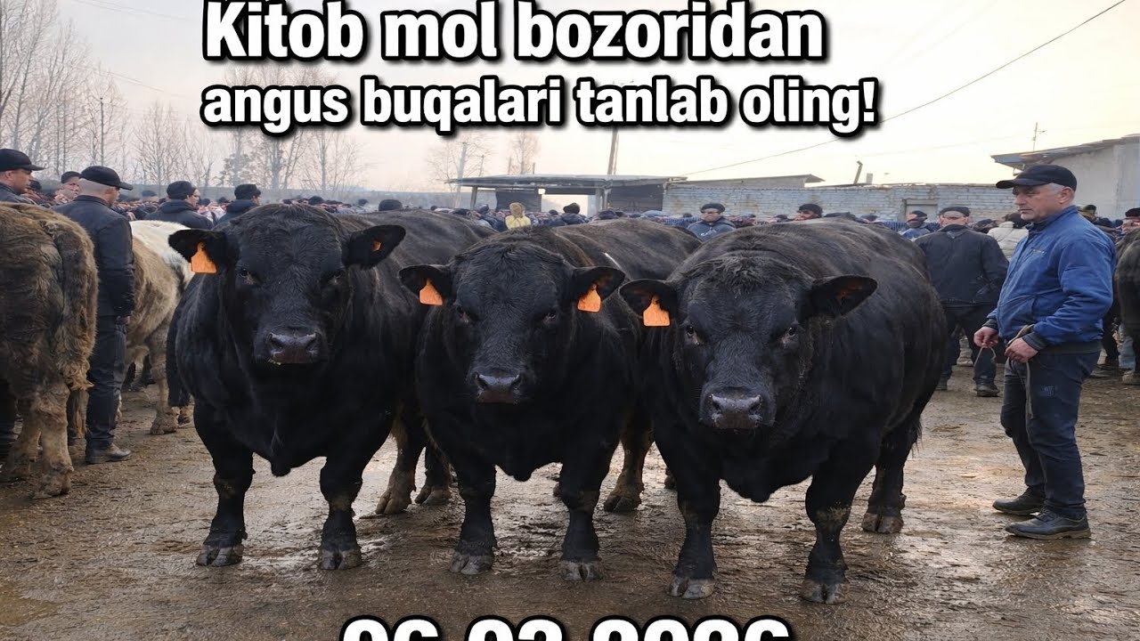 Bichilgan Angus buqalarni hech ko‘rganmisiz? Unda Kitob mol bozorida ko‘ring! 