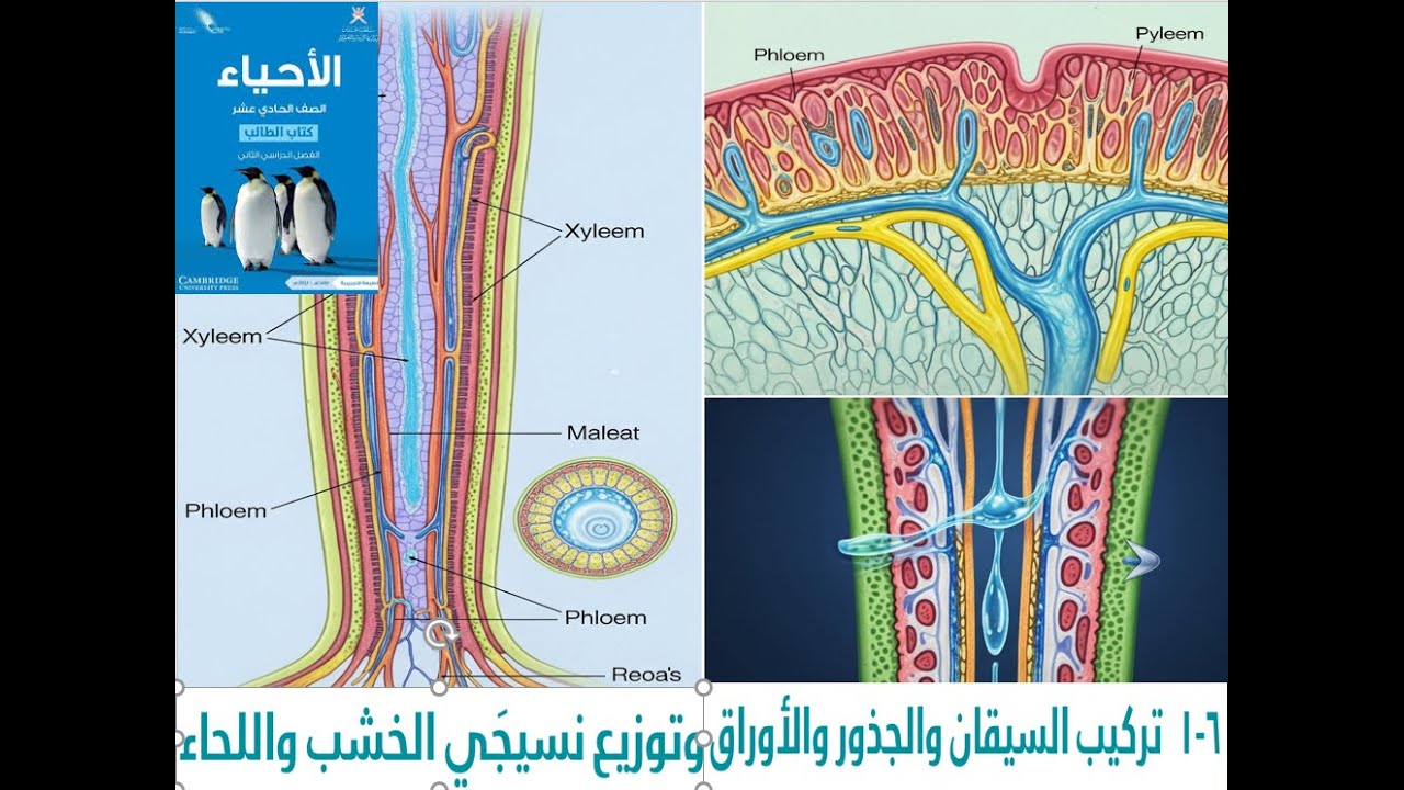 تشريح النبات: فهم تركيب الأوراق والسيقان والجذور ودورها الحيوي! أحياء حادي عشر..