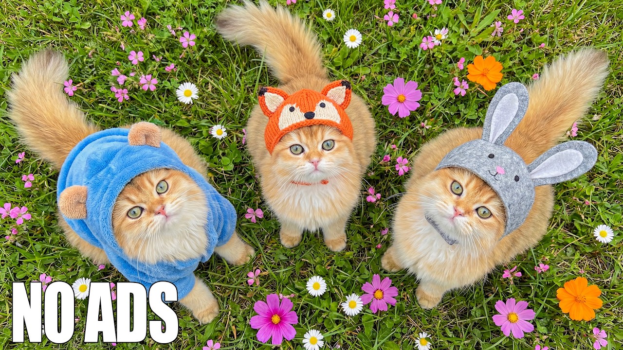 12 ЧАСОВ успокаивающей музыки для кошек 🐈 Расслабляющая музыка для тревожных кошек 🌈 Успокаивающие