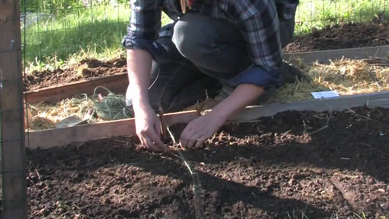 A How to Organic Vegetable Garden: Planting Seeds and Seedlings