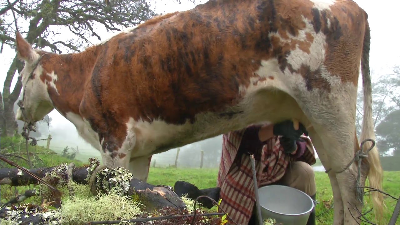 Agricultura al D&iacute;a /  El arte de orde&ntilde;ar