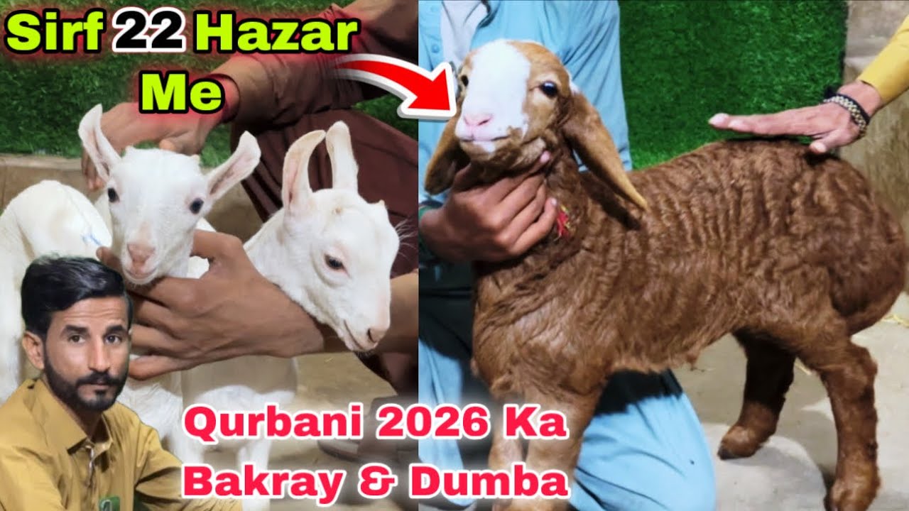 Karachi Ki Sasti Bakra Mandi ❤️ | Turkey Dumba & Qurbani 2026 Ka Bakray | Bakra Mandi 