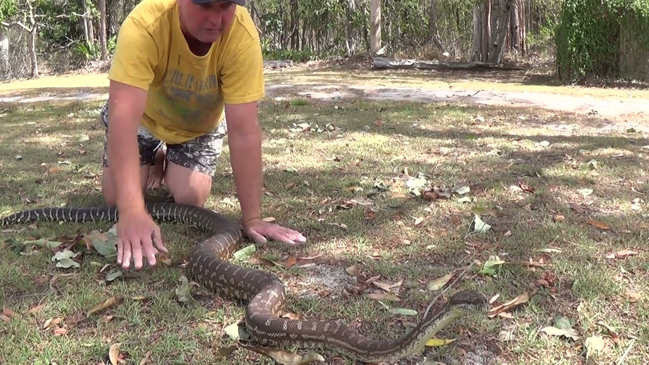 Centralian Carpet Python(Morelia Bredli)#respect #Python