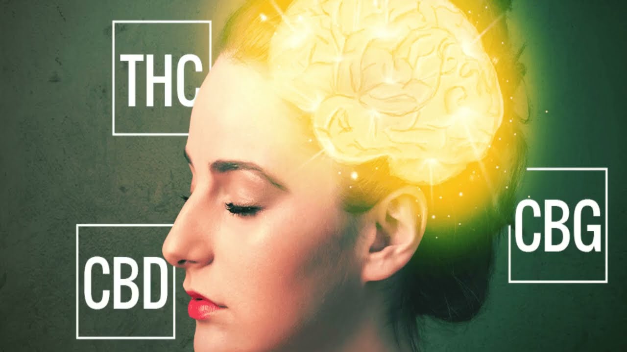 QU&Eacute; ES EL CBD Y PARA QUE LO PODEMOS UTILIZAR | SISTEMA ENDOCANNABINOIDE | ACEITES Y M&Aacute;S INFORMACI&Oacute;N