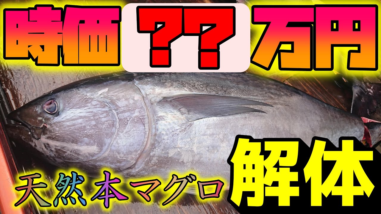 トラックからはみ出すデカさ！【本マグロ】ノーカットでさばきます！日本一の港町で Fish cutting！ Clean the bluefin tuna! Giant tuna