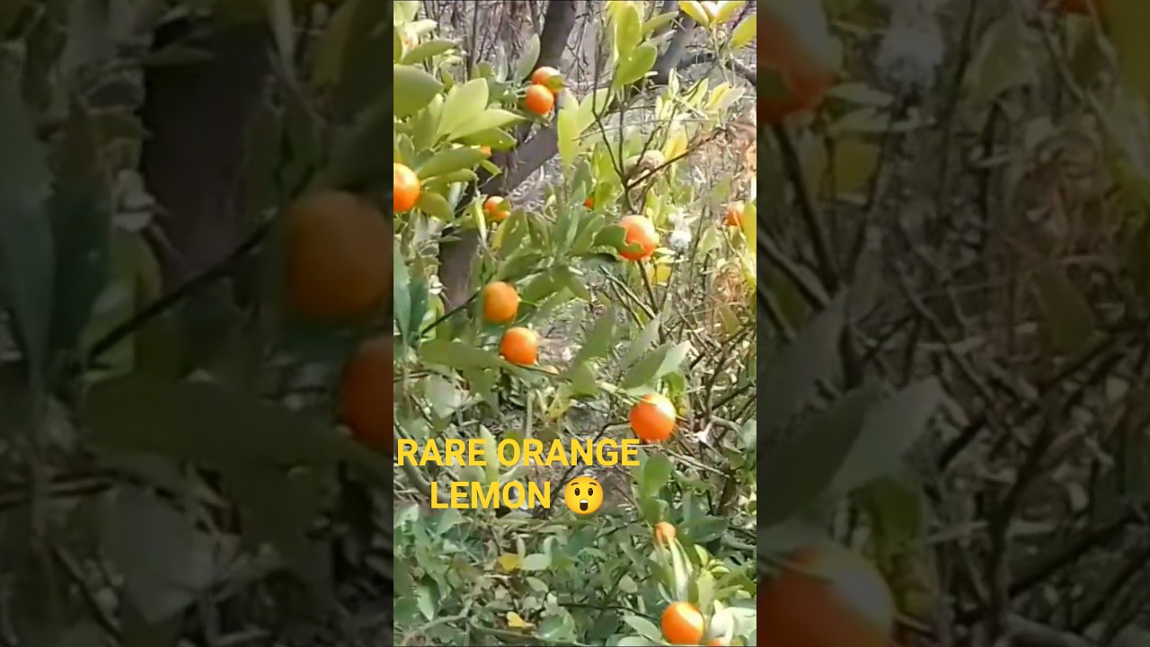 Rare Orange Colored Lemon on a Lemon Plant.