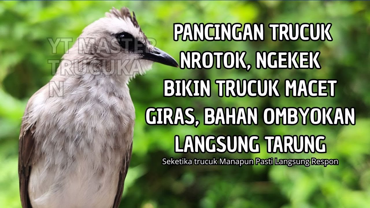 Trucukan GACOR ngalas ROPEL PANJANG suara alam AMPUH buat pancingan jadikan trucuk Gacor GARUDA