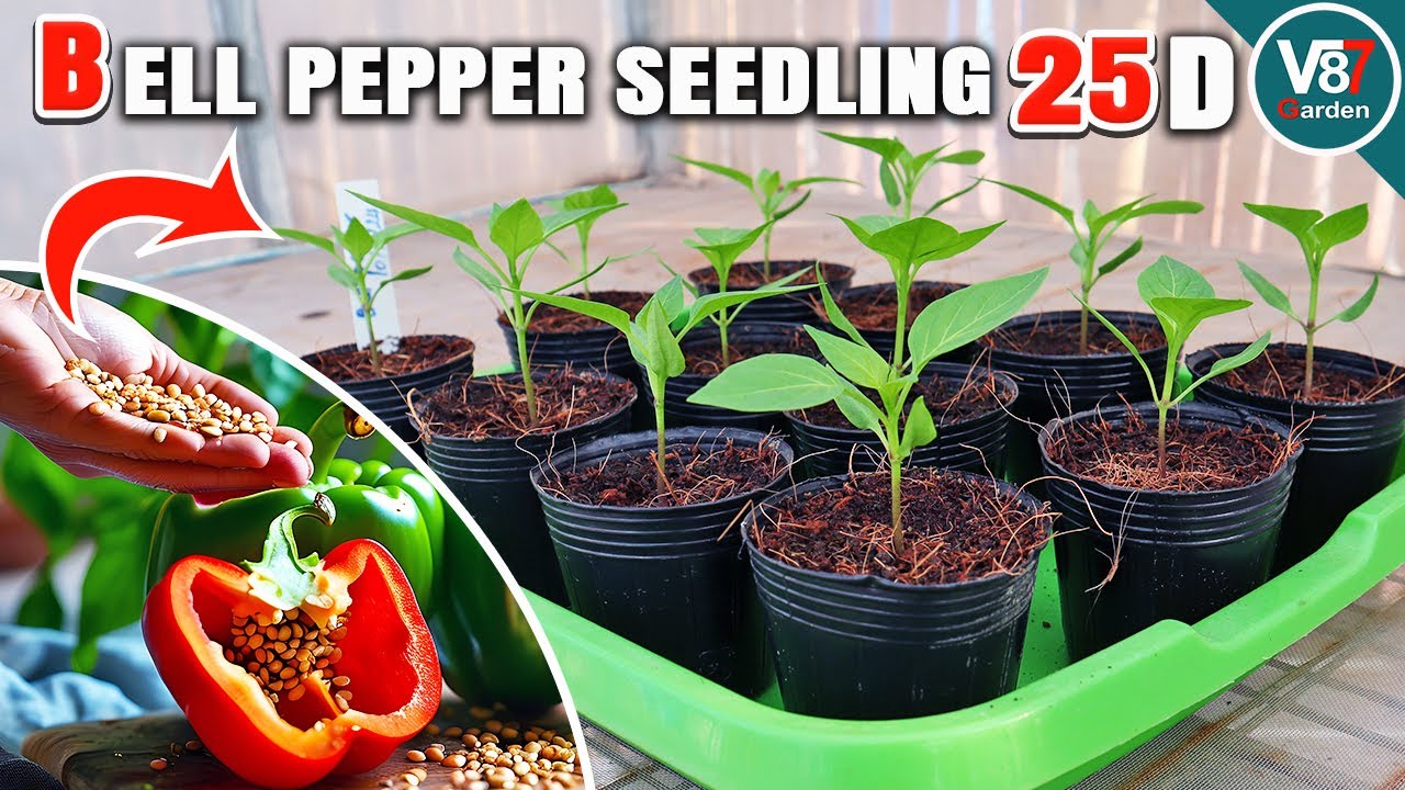 How to Grow Bell Pepper Seedlings: Step-by-Step to Transplanting