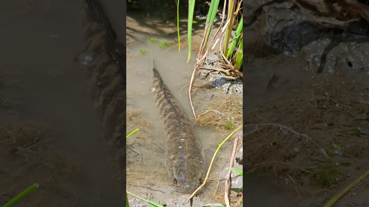 😲Big Snakehead Fish Catching  #ikan #Snakehead #handfishing