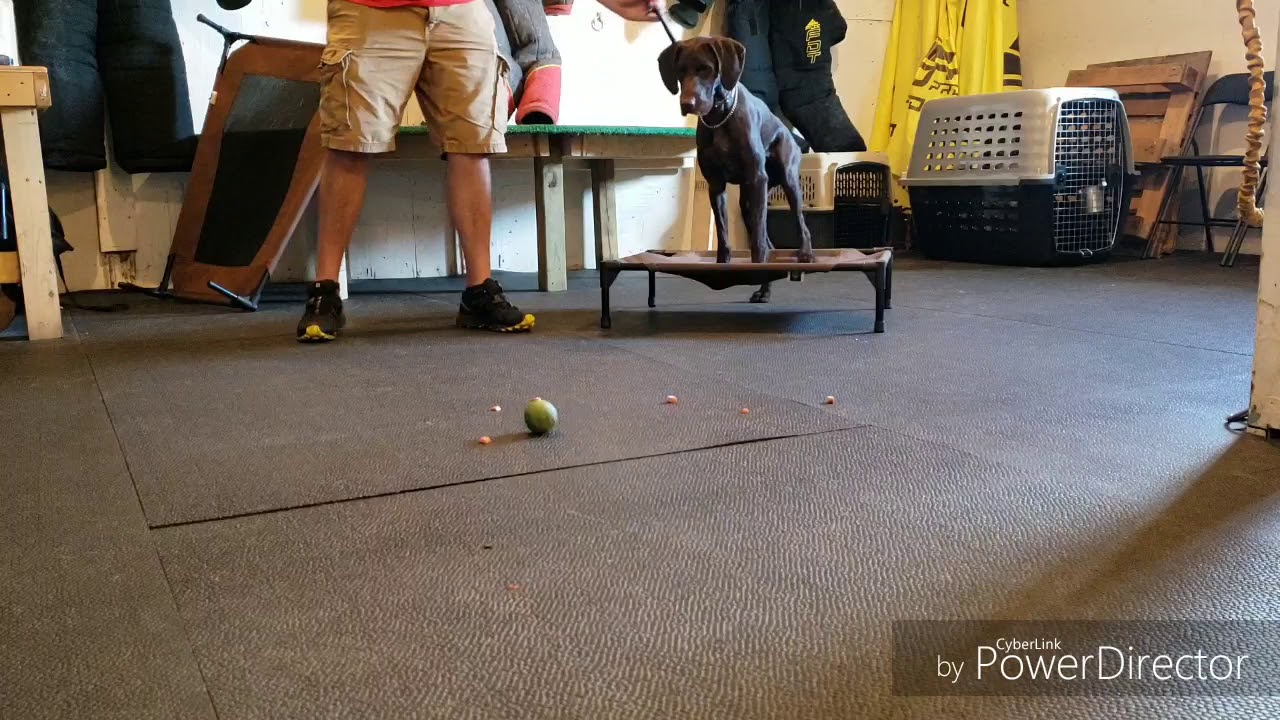 How to teach PLACE - Teach any dog to be calm in the house!