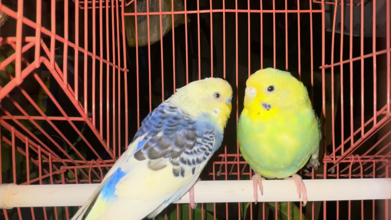 Singin Sound Budgies 13minutes 🎶🎶