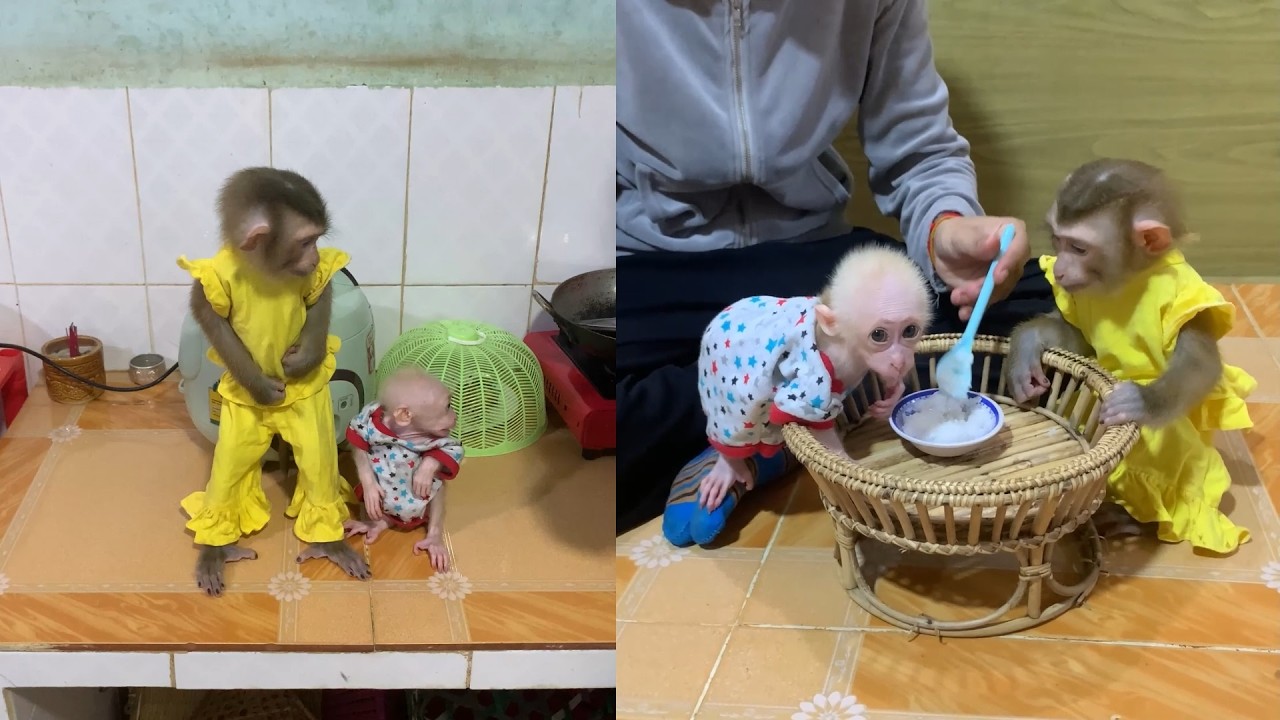 Sweet Baby Monkeys Enjoy Feeding Time Together 🐒💛 So Cute!