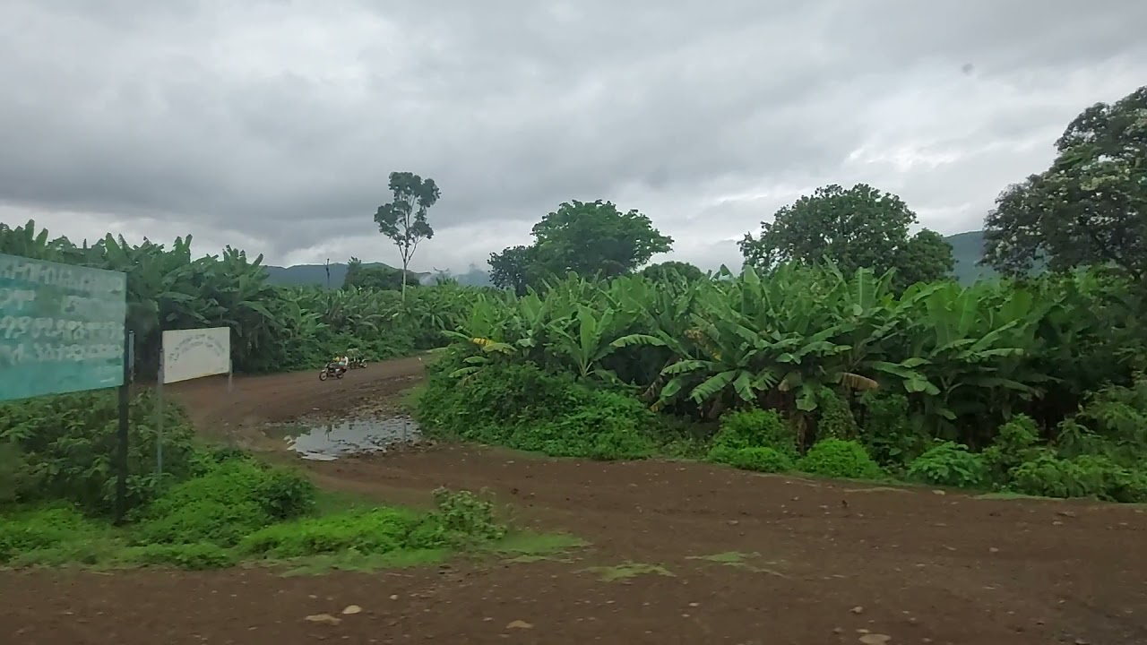 የሙዝ እርሻ አርባምንጭ ጋሞ ኢትዮጵያ Banana Farming Arba Minch Gamo Ethiopia