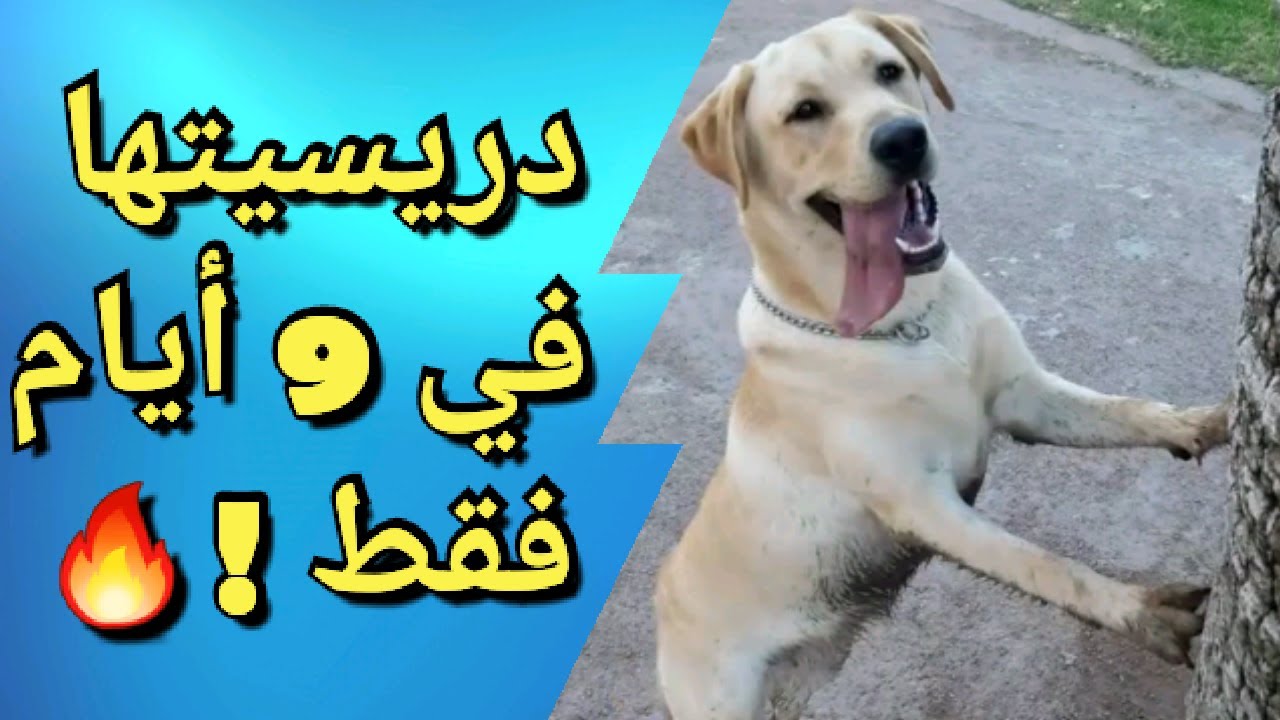 دربت كلب في 9 أيام فقط 🐶🔥 /J'ai dressé un chien à 9 jours seulement 🔥😮 / Amazing dog