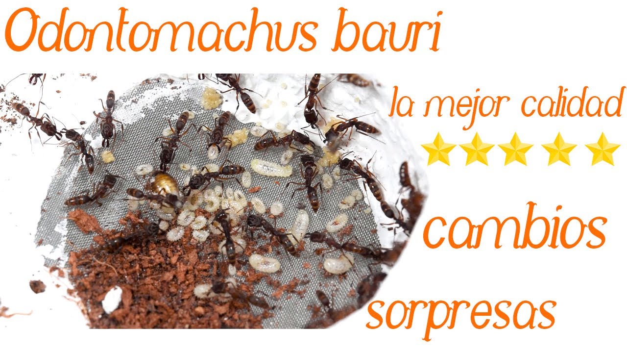 Odontomachus bauri y su cantidad enorme de larvas