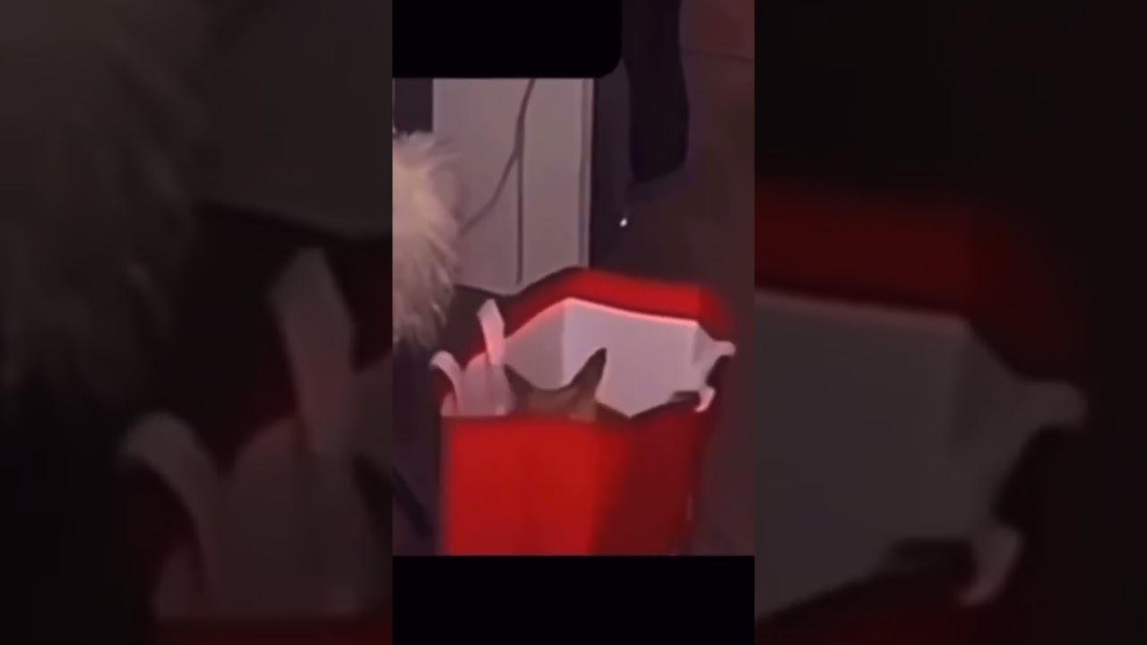 Funny cat  #FunnyCats #CatVideos #CatsBeingFunny #CuteCats #CatFails #FunnyCatVideos