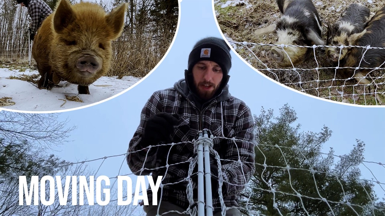 Moving Kunekune Pigs with Premier 1 Electric Netting | Fixer Upper Farm Chores