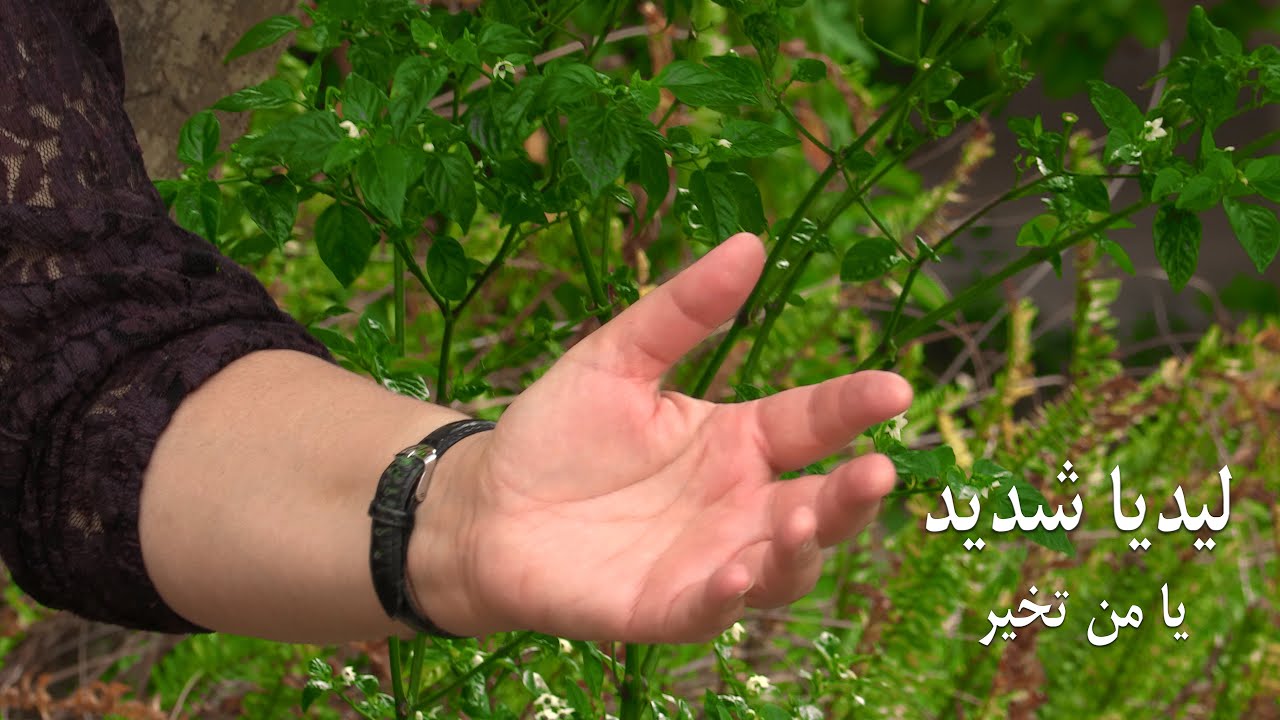 يا من تخير (ترنيمة جديدة) - ليديا شديد - Ya Mn Takhyar - Lydia Shadeed