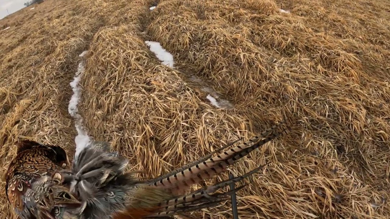 Most SUCCESSFUL Hunt of 2025!!! #pheasanthunting #germanshorthairedpointer #outdoors #uplandhunting