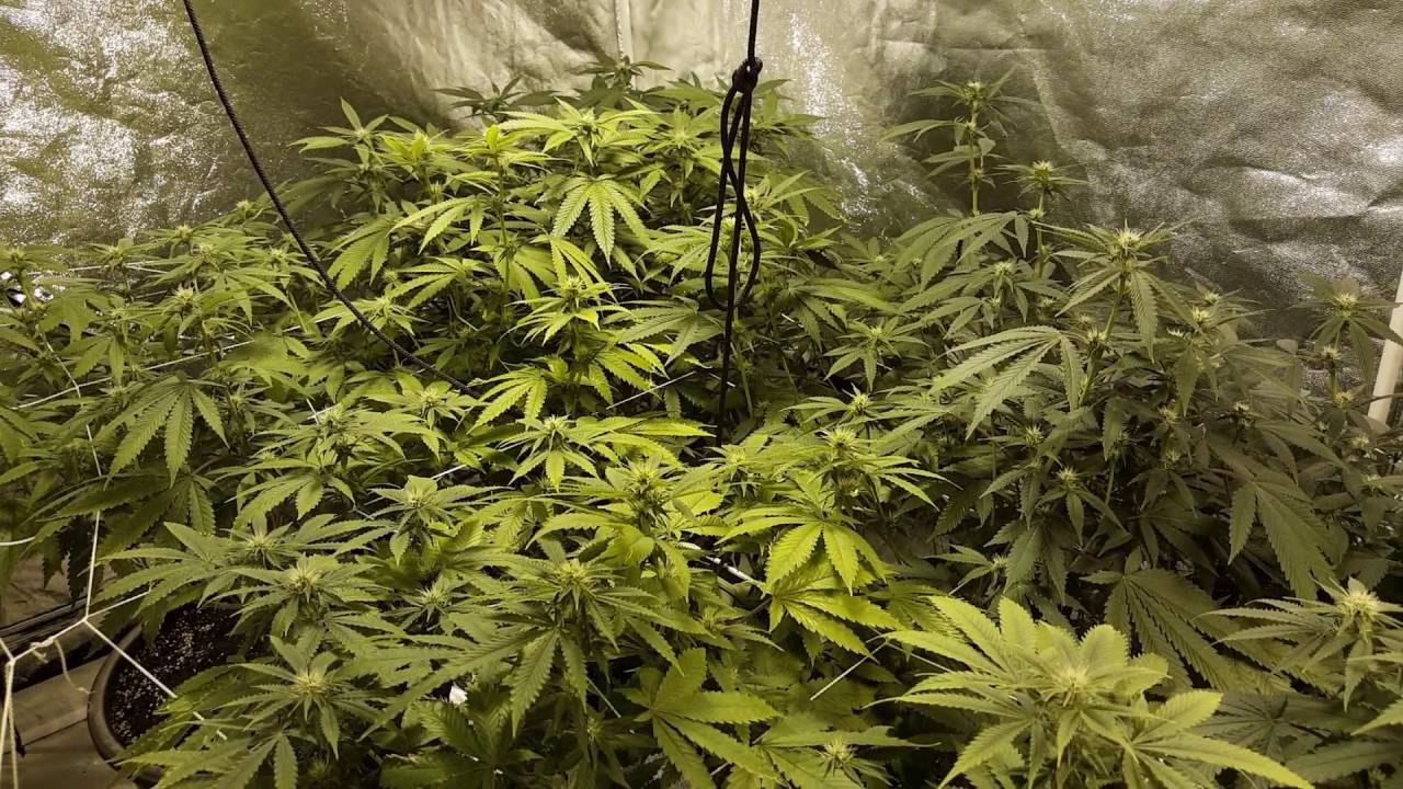 Day 18 of flower..