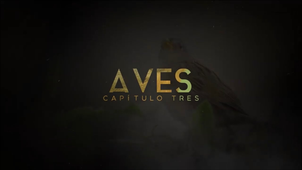 Fotografía de Aves - Detrás del Fotógrafo (Capítulo 3)