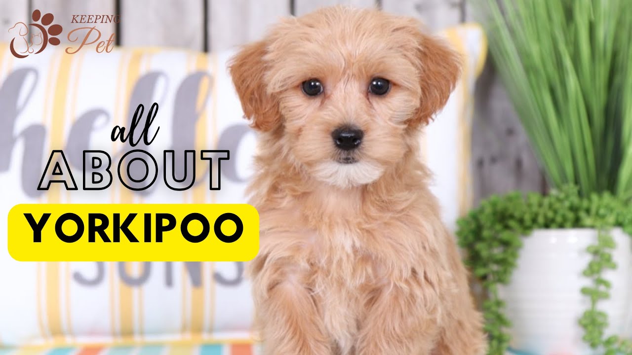 Yorkipoo: A Unique Designer Breed