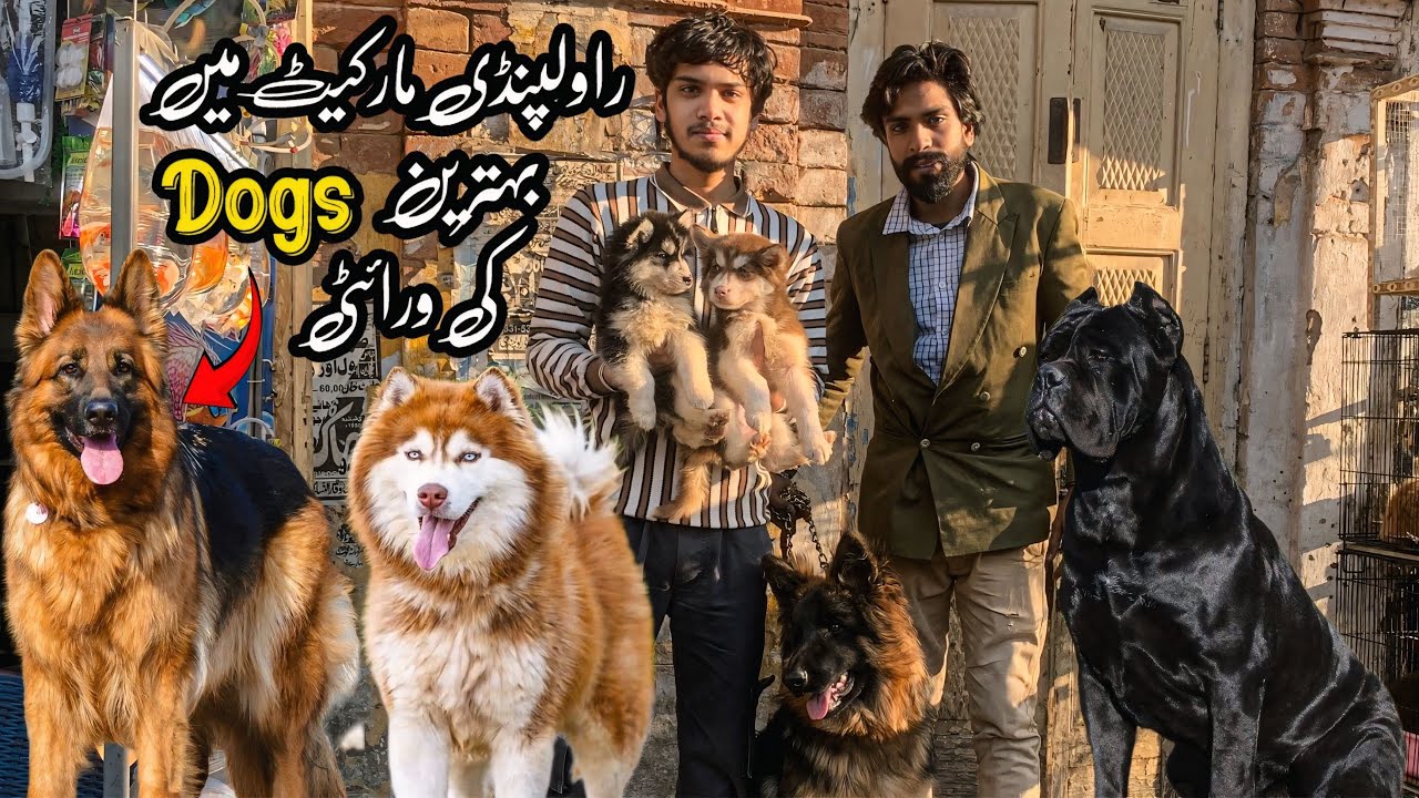 College Road Rawalpindi | Exotic Dog Breed | Shahzain Animals Vlogs