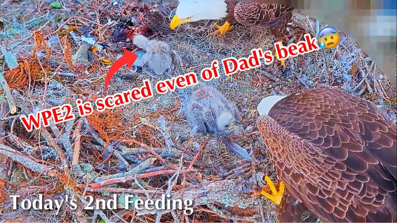 #81🦅🐥17°🐥12°／Winter Park Eagle Nest 2026／Against All Odds:One-Eyed Mom／by Winter Park Eagle Cam