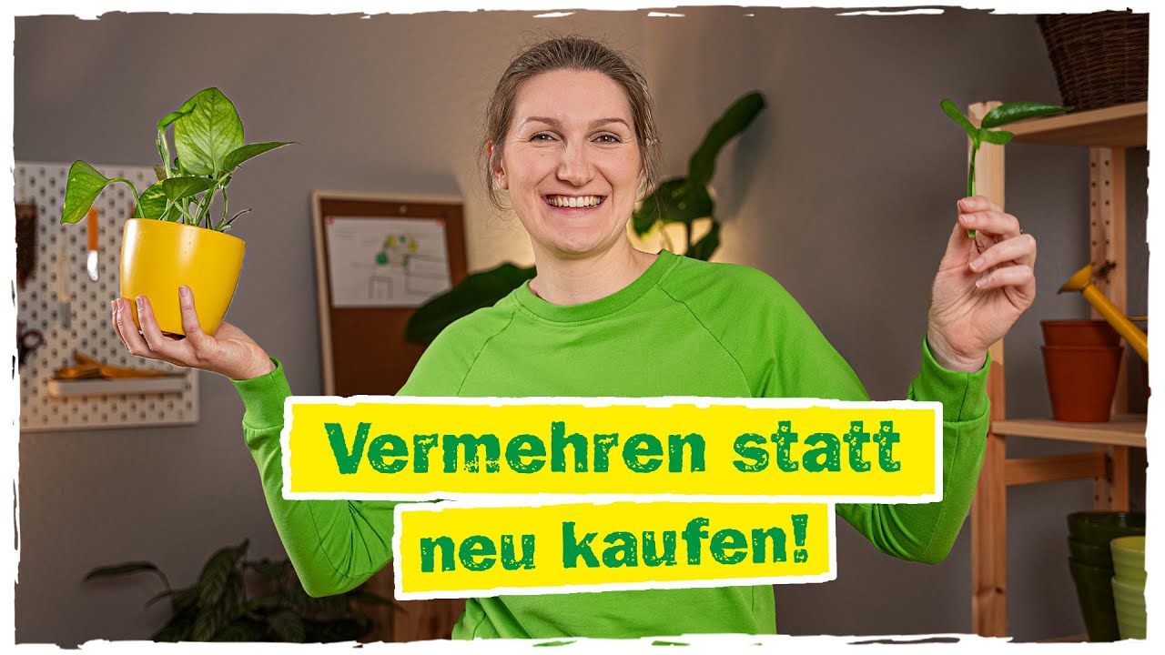 URBAN JUNGLE: Zimmerpflanzen vermehren leicht gemacht 👩‍🌾