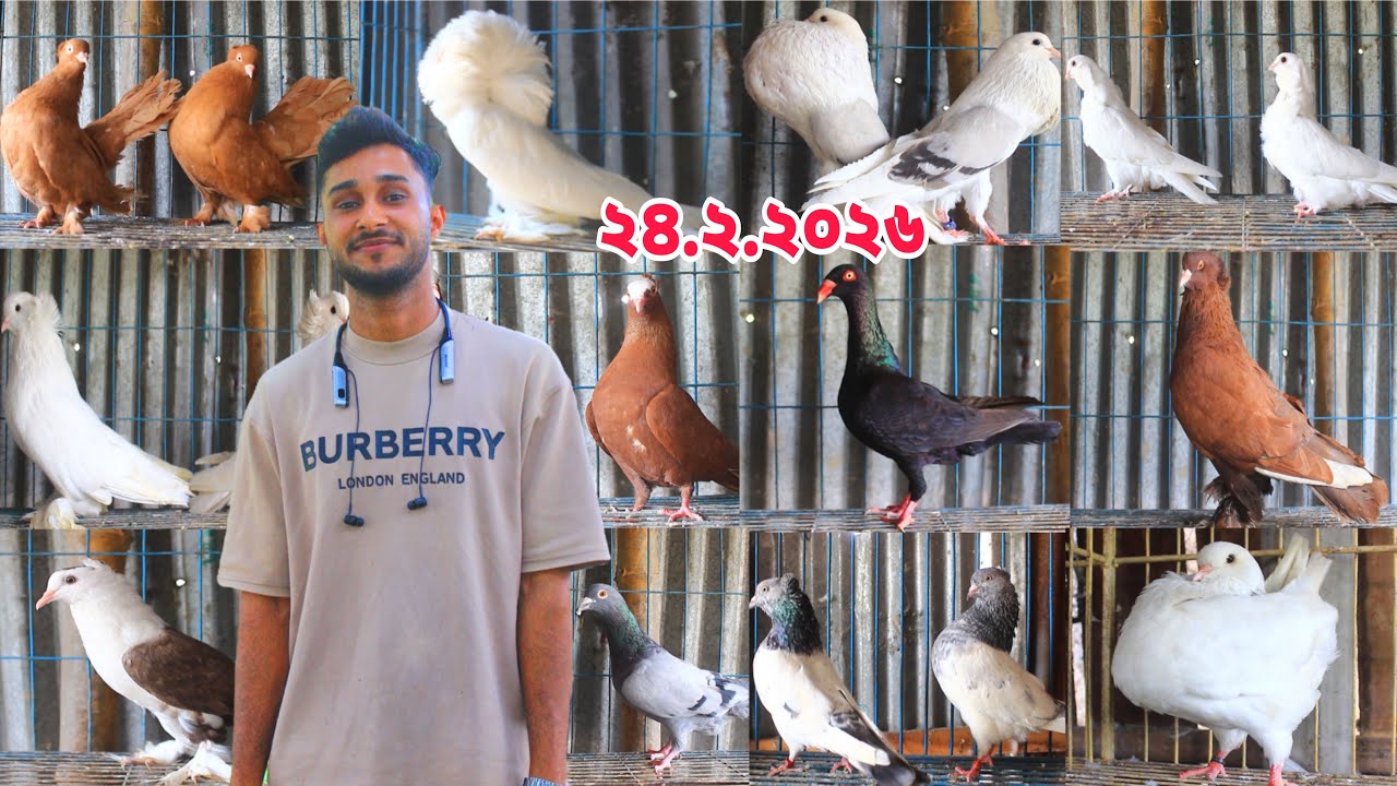 ডিম বাচ্চা সহ কবুতর কিনুন।। দামে কম মানে ভালো কবুতরের দাম জানুন।।