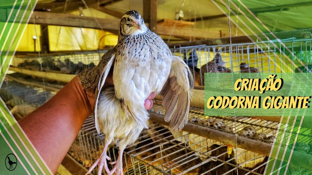 TOUR pela MINHA CRIAÇÃO de CODORNAS GIGANTES - Vendas - (28) 9 9253-8672