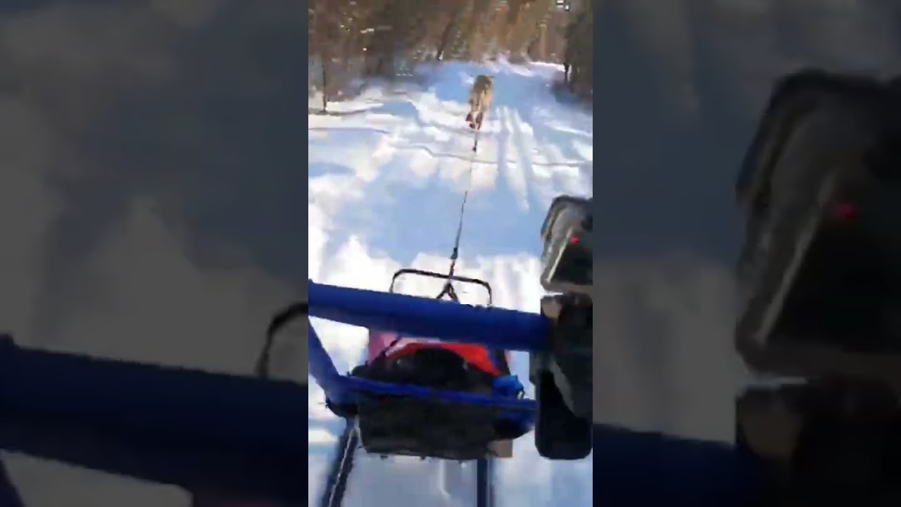Kicksledding with a Eurohound #shorts #kicksled #dog #winterfun