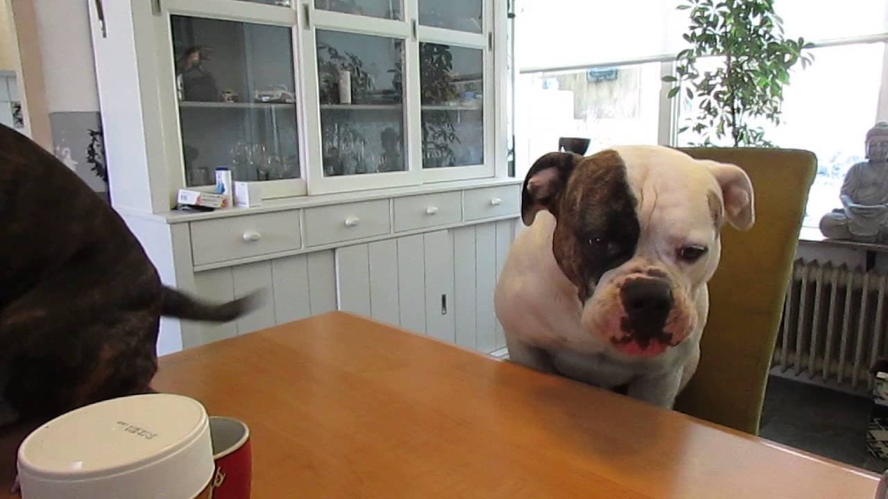 Conversation with an American Bulldog