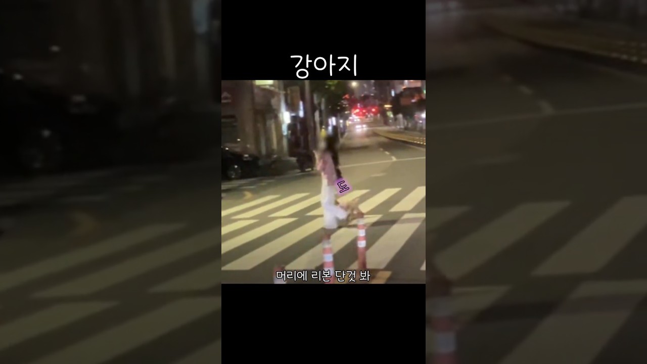 강아지