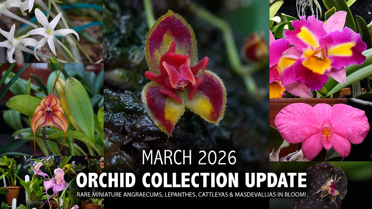 Orchid Collection Update - March 2026 | Undescribed Masdevallia & Bulbophyllum Species + New Blooms!