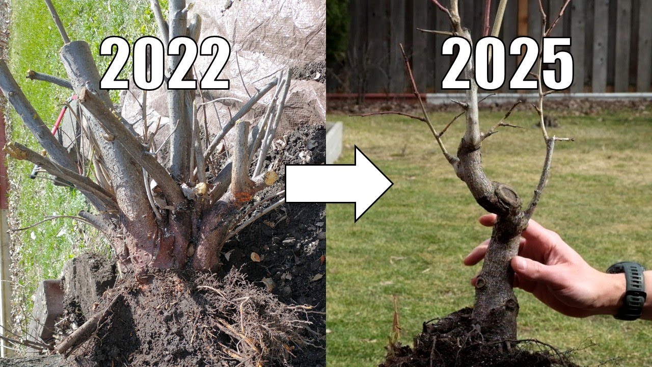Backyard Plum Tree Bonsai Training
