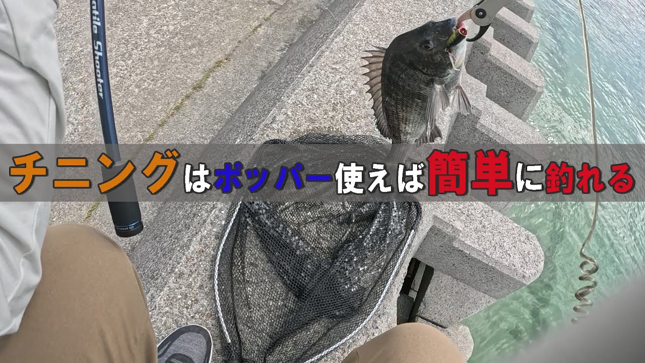 広島県でトップウォーターでチニング　ポッパー使えば根がかり無しで簡単にチヌが釣れます