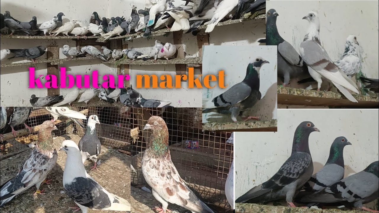 Meerut kabutar market 95482 67795 Punjabi madrasi Dasi gola kabootar 