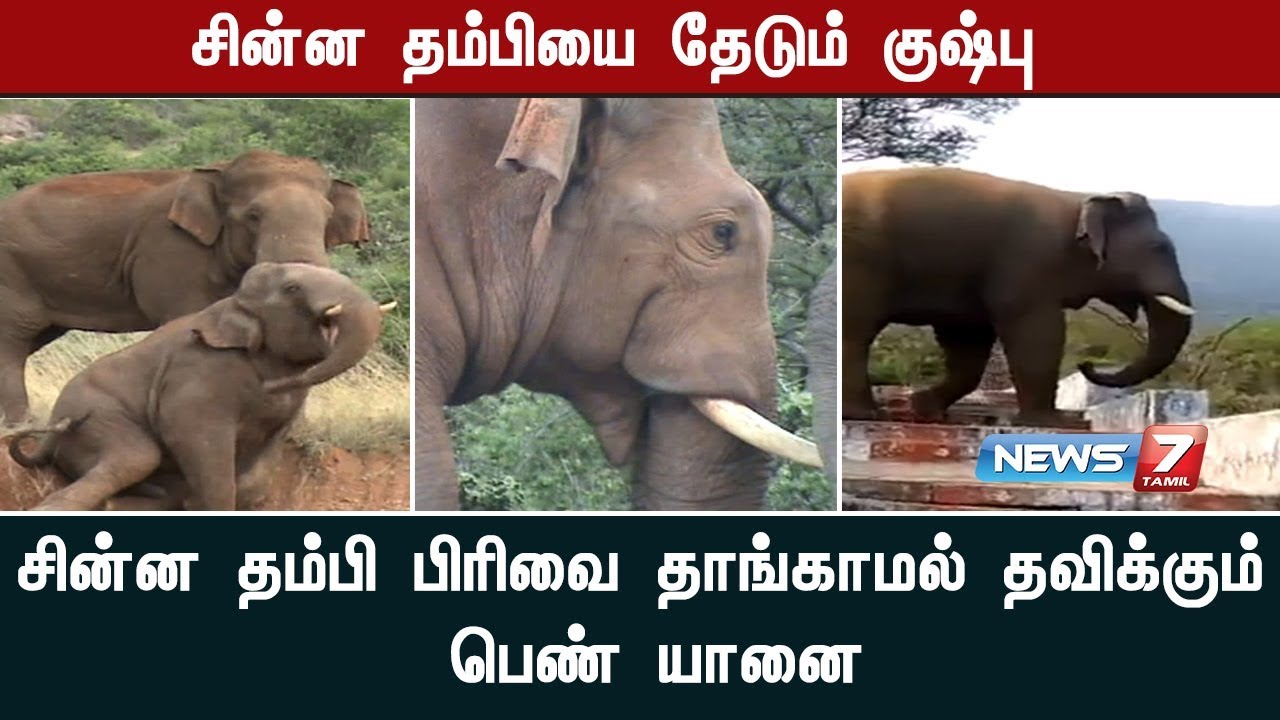 சின்ன தம்பி பிரிவை தாங்காமல் தவிக்கும் பெண் யானை | கண்ணீர் சிந்த வைக்கும் யானைகளின் கதை