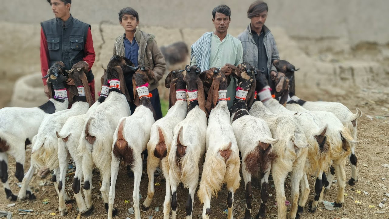 Hala Mandi update (26-1-2026)