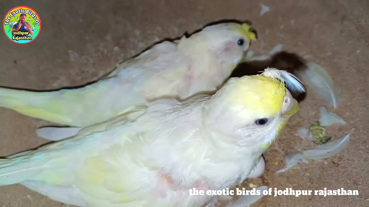 बजरी तोते के अंडे खराब क्यू हो जाते है || why budgies parrot egg Deidincell or infirtil