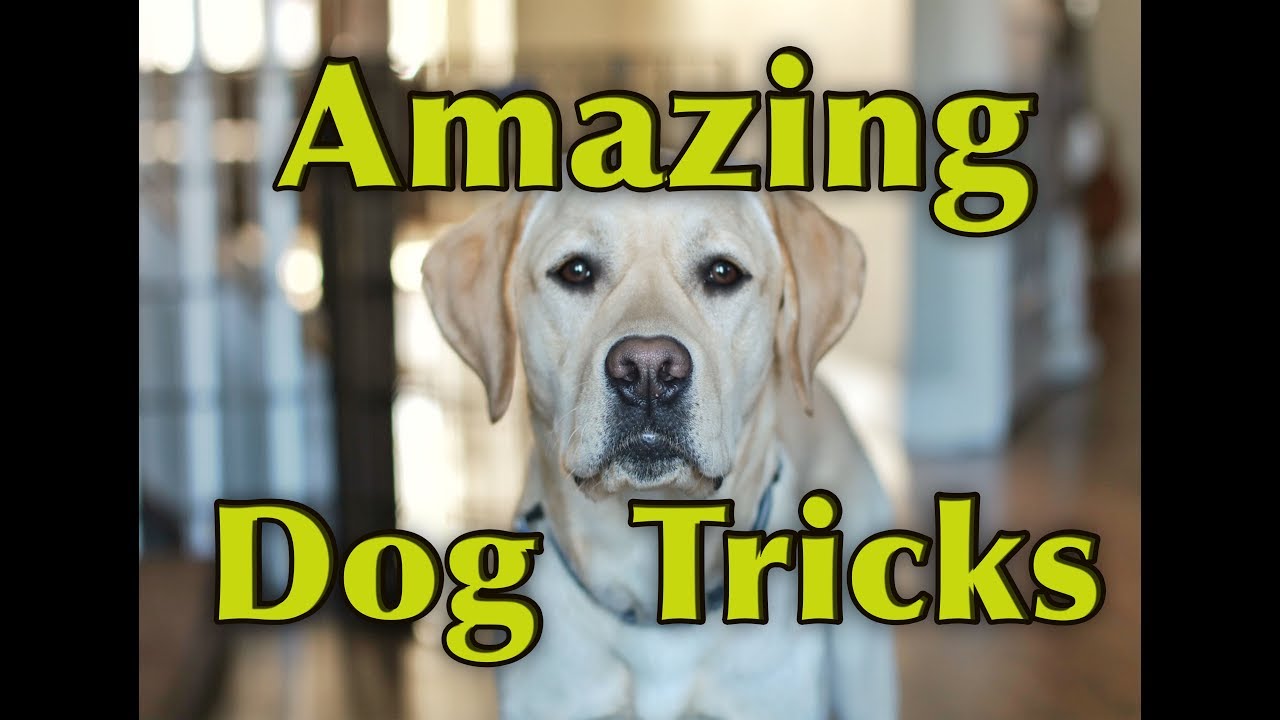 AMAZING DOG TRICKS - Watson the Labrador Retriever