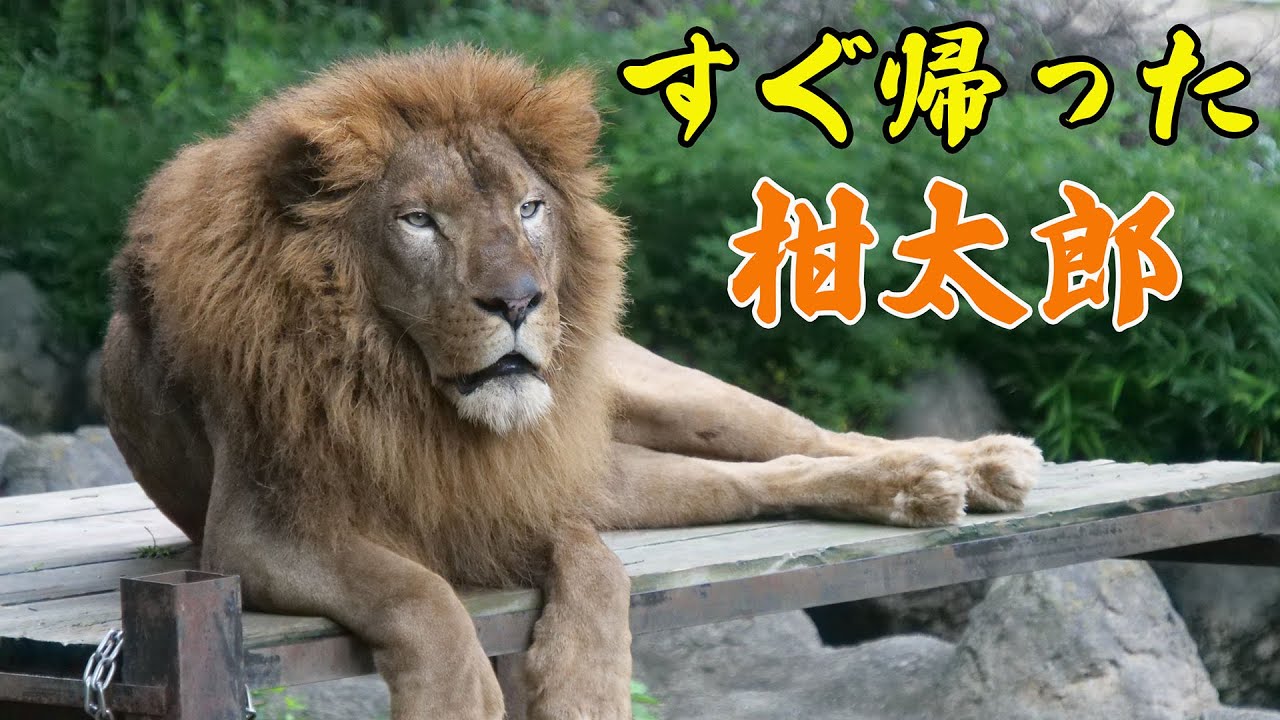 【とべ2日目ＡＭ】すぐ帰った柑太郎🦁He went home right away