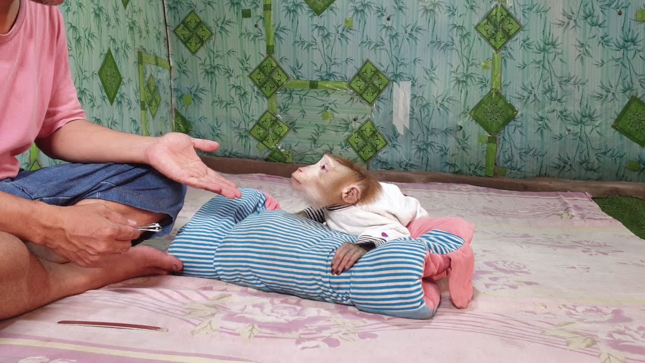 What monkey Yoko reject to dad asks to make  up nails, Yoko so cute