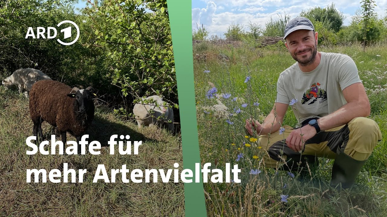 Beweidung im Naturgarten │ Querbeet