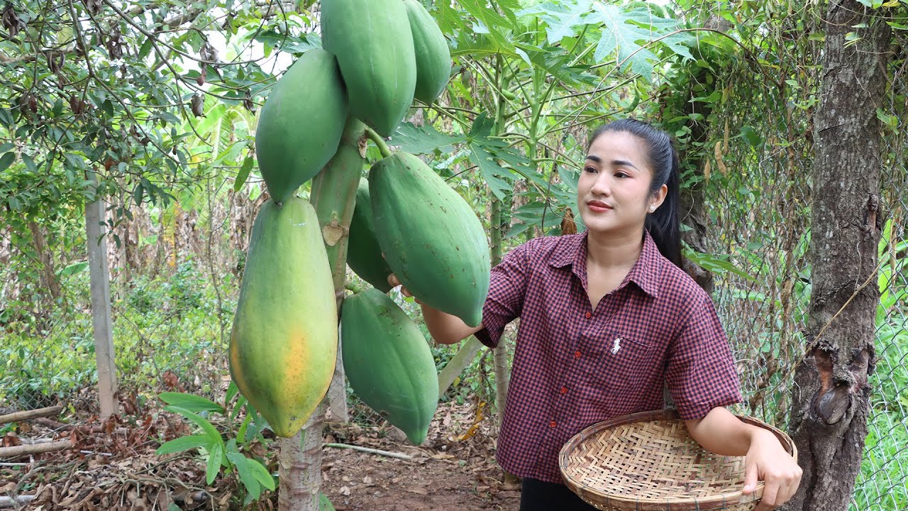 Raining season: Harvest papaya for cooking 2 recipes / Cooking with Sreypov